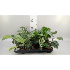 Calathea ...mix