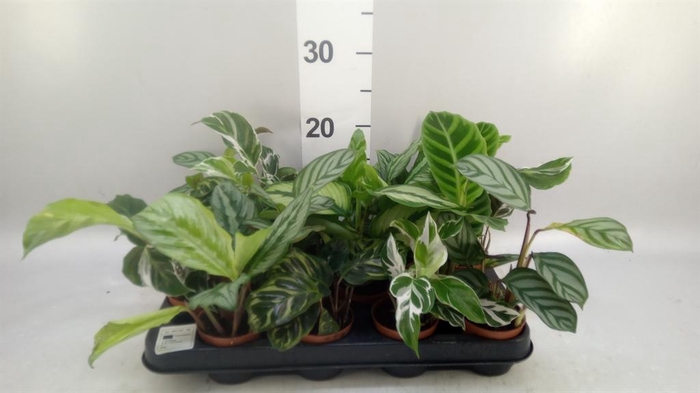 <h4>Calathea   ...mix</h4>