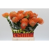 Nutans Ayoba Orange