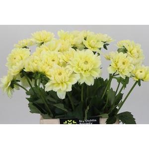 Dahlia Hilda Special