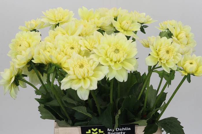Dahlia Hilda Special