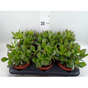 Crassula 'Minova Magic'