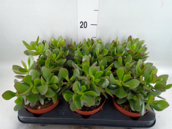 <h4>Crassula 'Minova Magic'</h4>