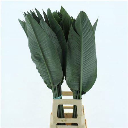 <h4>Strelit Blad</h4>