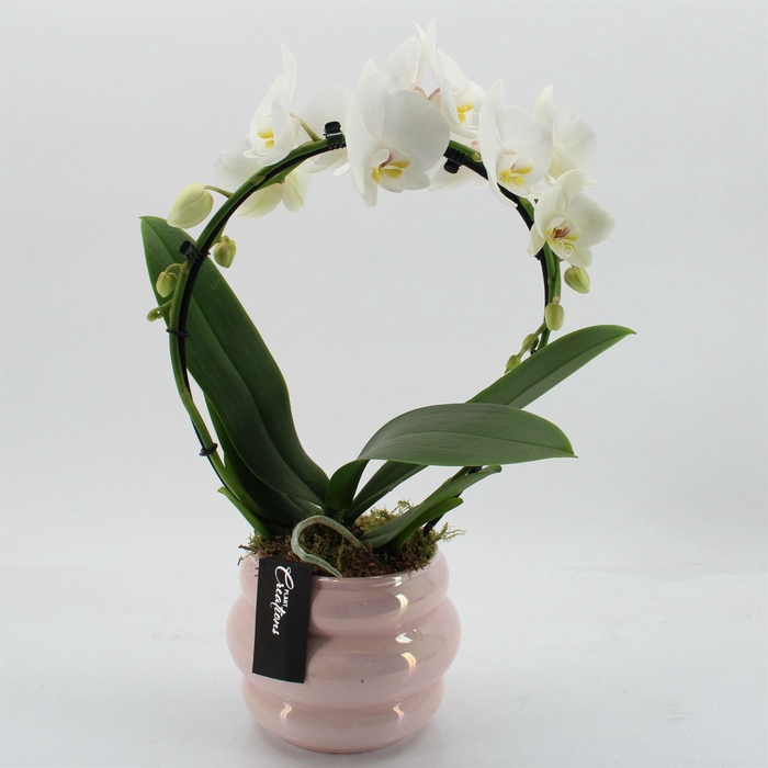 <h4>Arr.  Phalaenopsis H%</h4>