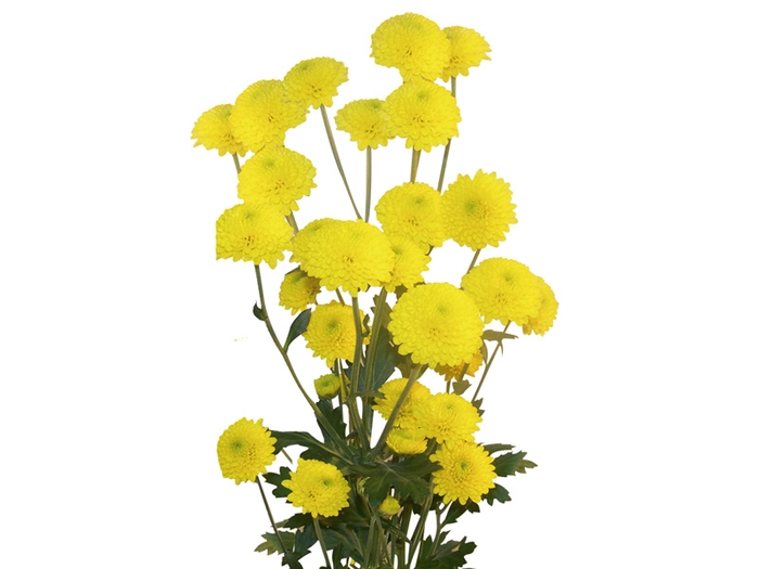 <h4>CRISANTEMO SANTINI STATESMAN 070 CM</h4>