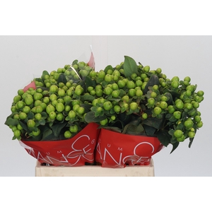 Hypericum Lucky Romance