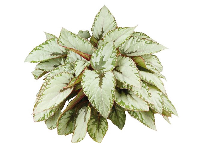 <h4>BEGONIA BELEAF GREEN VALLEY P15 PO</h4>