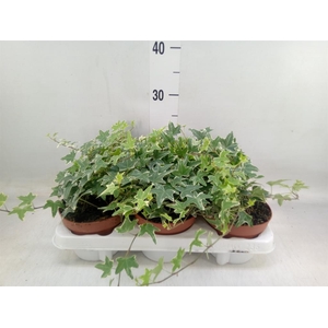 Hedera helix 'Mona Lisa'