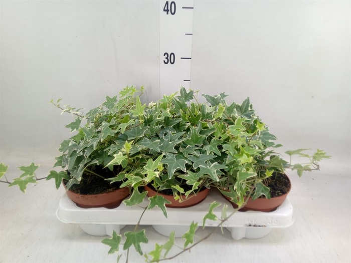 <h4>Hedera helix 'Mona Lisa'</h4>