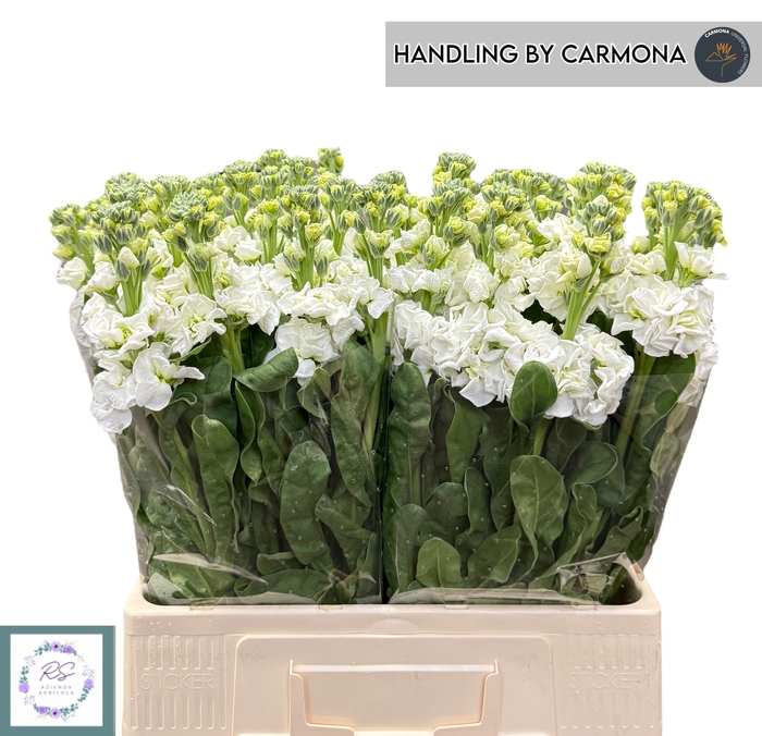 <h4>MATTH IRON WHITE</h4>