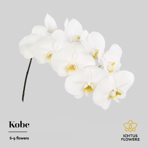 <h4>Phalaenopsis Kobe 7-9</h4>