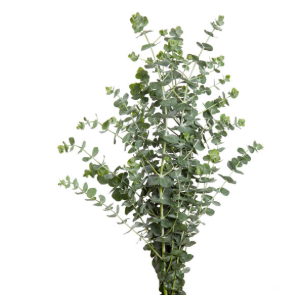 FOLHAGEM EUCAFLOR