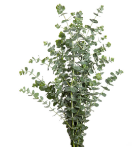 <h4>FOLHAGEM EUCAFLOR</h4>