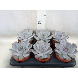 Echeveria lilacina