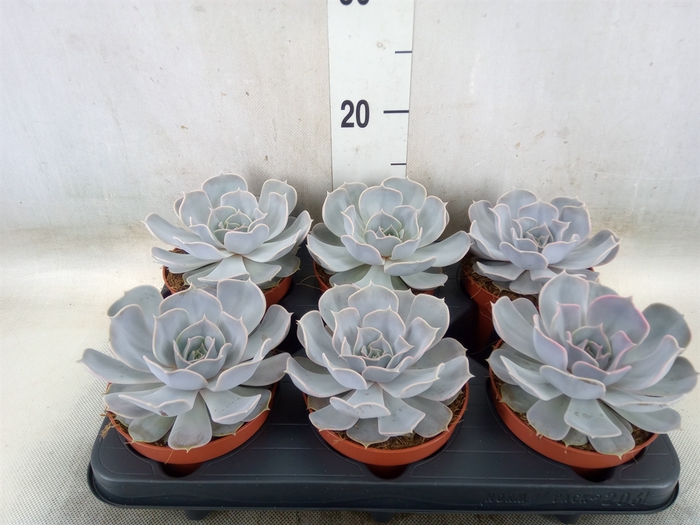 <h4>Echeveria lilacina</h4>