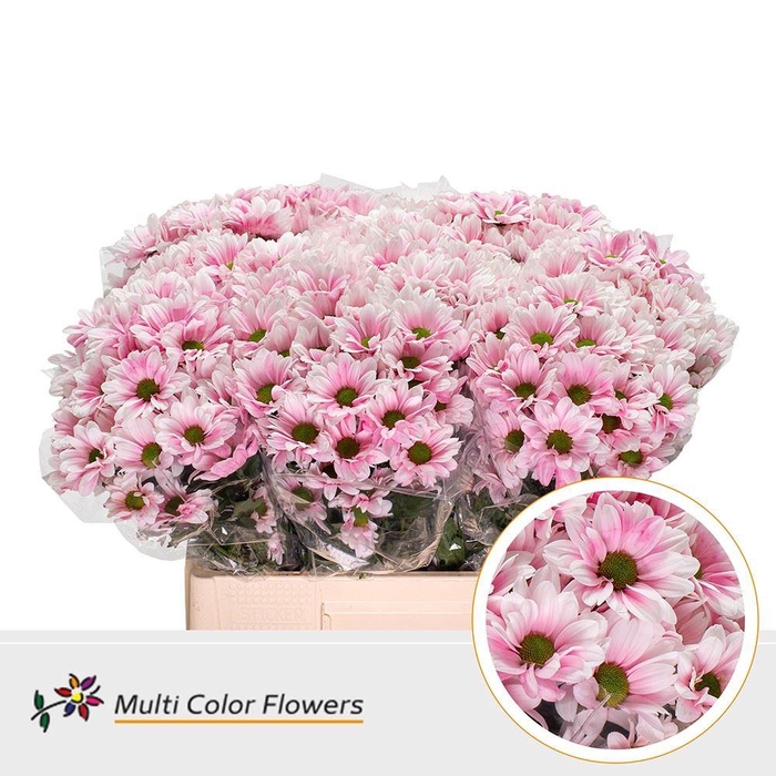 <h4>Chr. Tr 'Kennedy' DYED Pink Light</h4>