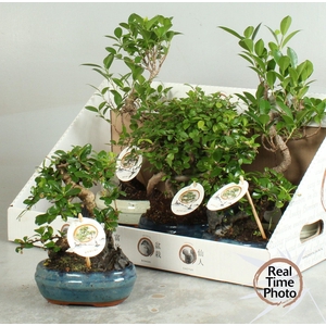 BONSAI GEM