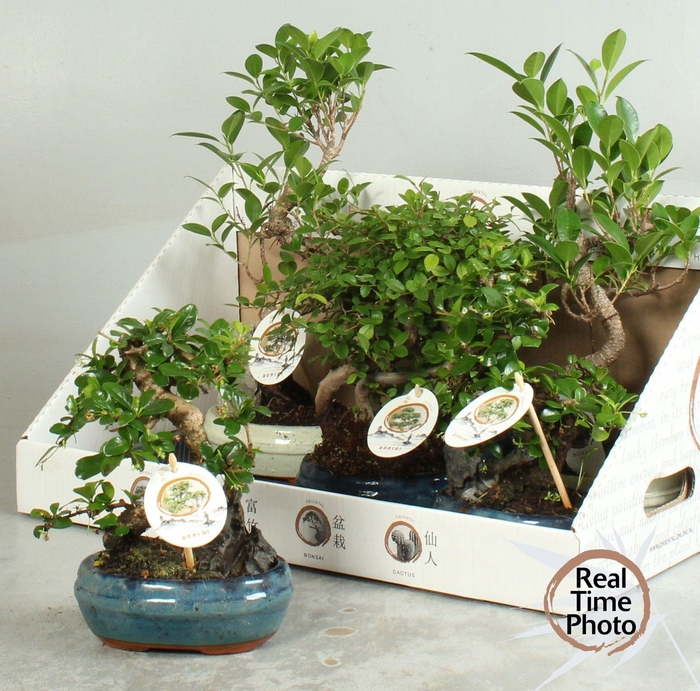 <h4>BONSAI GEM</h4>