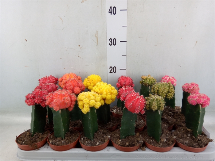 <h4>Gymnocalycium mihanov. 'Brasil'</h4>