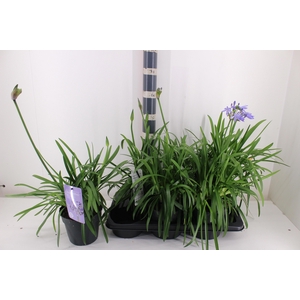 AGAPA SUMM LOVE BLUE