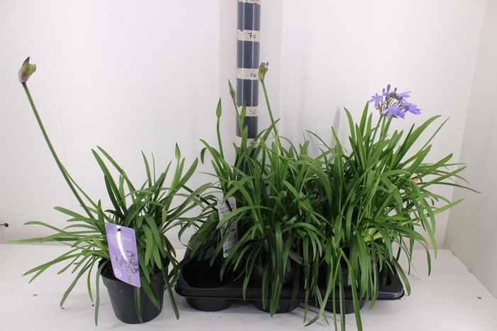 <h4>AGAPA SUMM LOVE BLUE</h4>