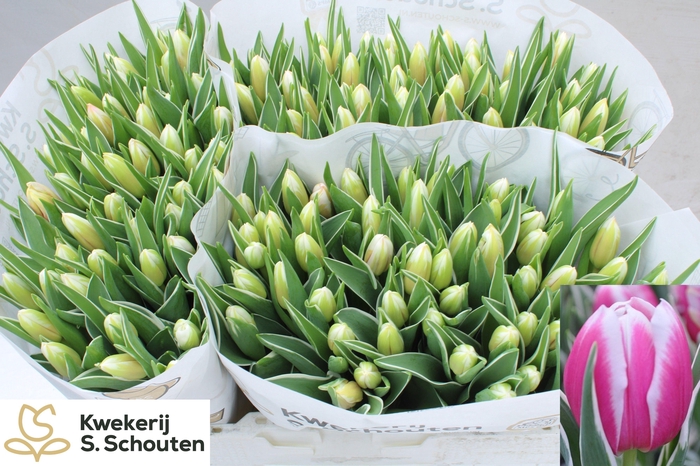 <h4>TU EN MARK DESIGN</h4>