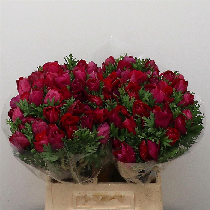 <h4>Anem Mistral Sr Magenta Super</h4>