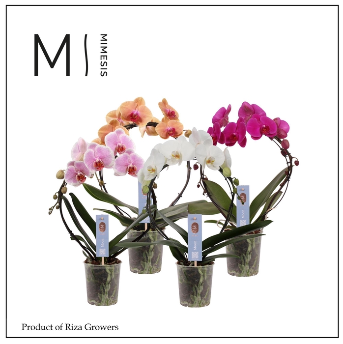 <h4>Phalaenopsis Moon Mix 16+ - 12cm | Mimesis</h4>