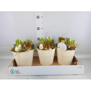 Arr.   Bol/Knolgewas L%