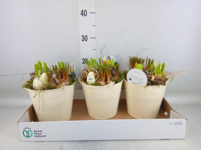 <h4>Arr. Bol/Knolgewas L%</h4>