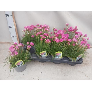 ARME MAR SPL PERFECT