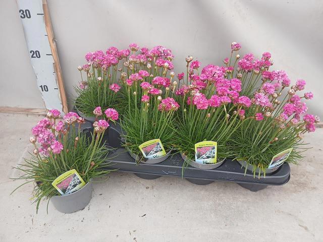 <h4>ARME MAR SPL PERFECT</h4>