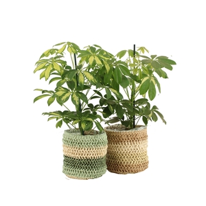 7501509: Solutionss Consideration Schefflera
