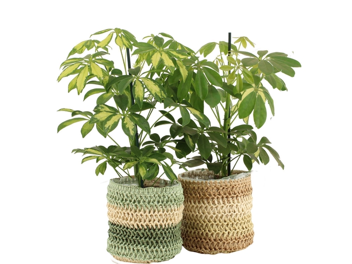 <h4>7501509: Solutionss Consideration Schefflera</h4>