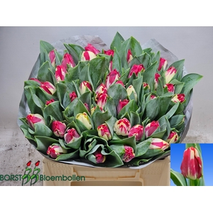 TU EN FLAMING BEAUTY