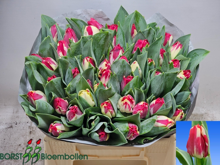 <h4>TU EN FLAMING BEAUTY</h4>