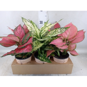 Aglaonema   ...mix