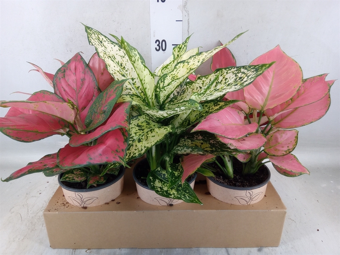 <h4>Aglaonema   ...mix</h4>