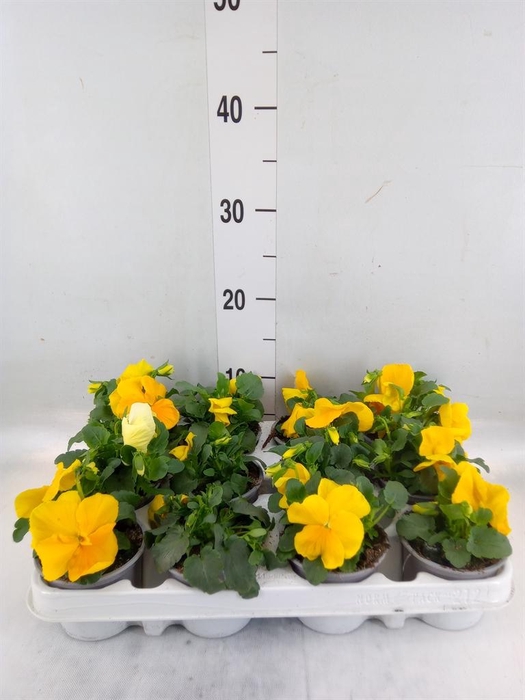 <h4>Viola wr. 'Alpha Yellow'</h4>