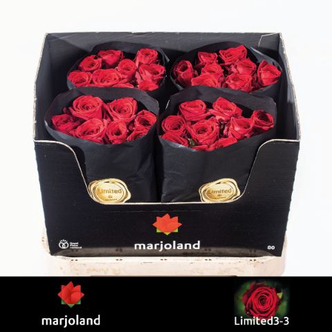<h4>R Gr Red Naomi Marjoland XL Limited</h4>