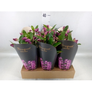 Dendrobium nob. 'Bouquet Prpl Rain'