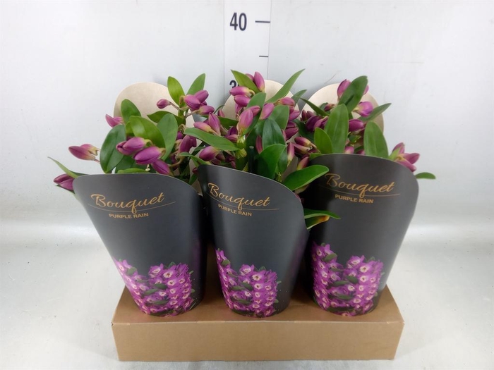 <h4>Dendrobium nob. 'Bouquet Prpl Rain'</h4>