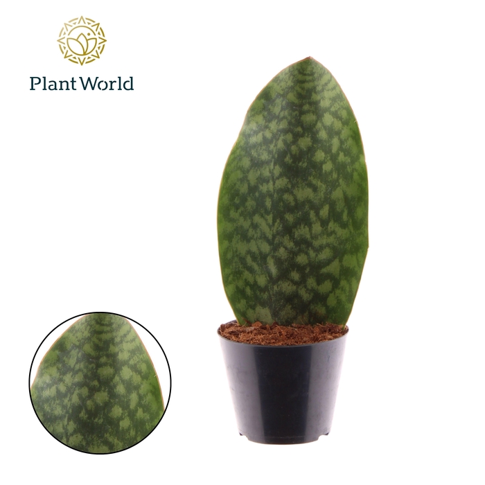 <h4>Sansevieria ‘Masoniana’ Whale Fin</h4>