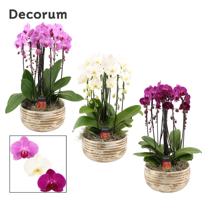 <h4>Luna cascade 6 tak symphony mix (Deco-collection)</h4>