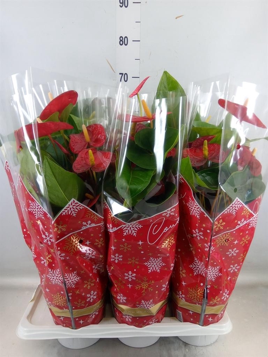 <h4>Anthurium   ...mix</h4>
