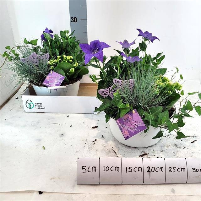 <h4>ARR TUINPLANTEN</h4>