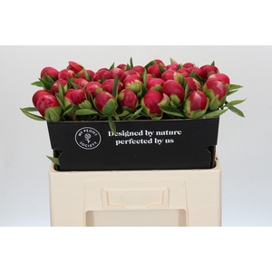 Paeonia Belgravia