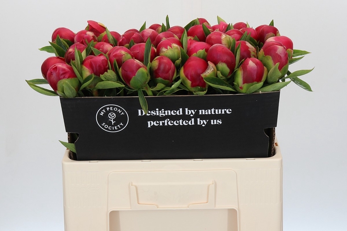 <h4>Paeonia Belgravia</h4>