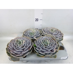 Echeveria  'Pollux'